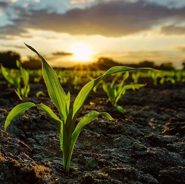 cold snap crop damage