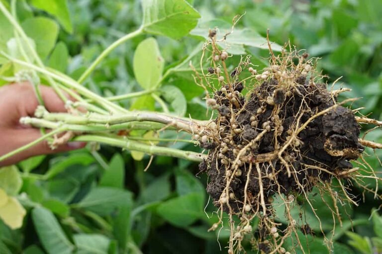 poor nodulation in legumes