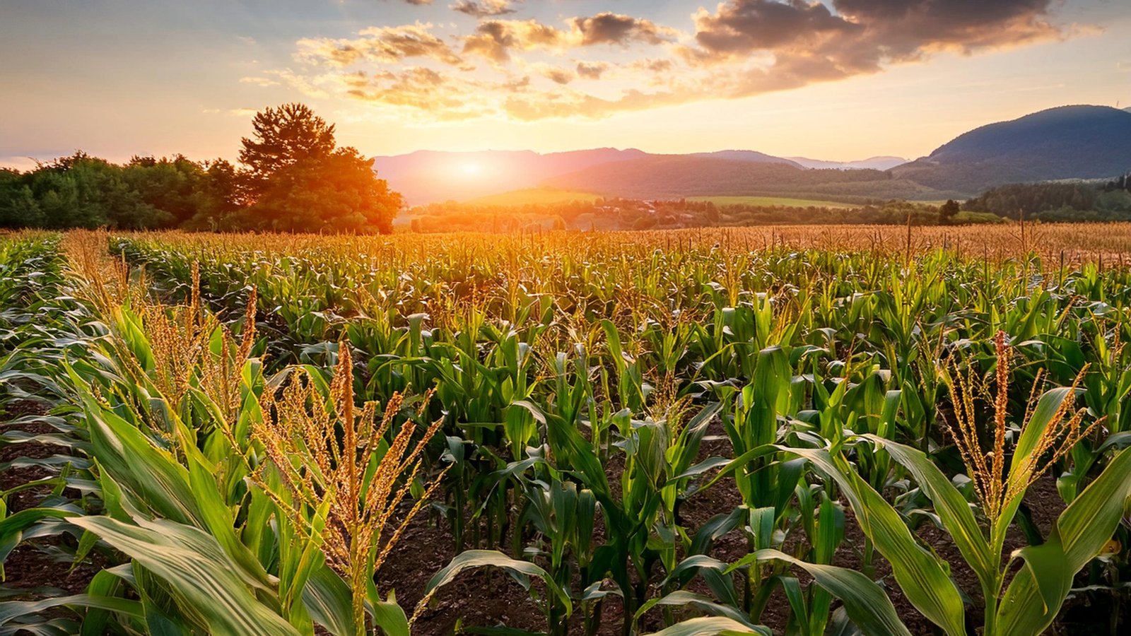 Herefordshire farming how can the ADOPT fund help, patchy emergence in crops