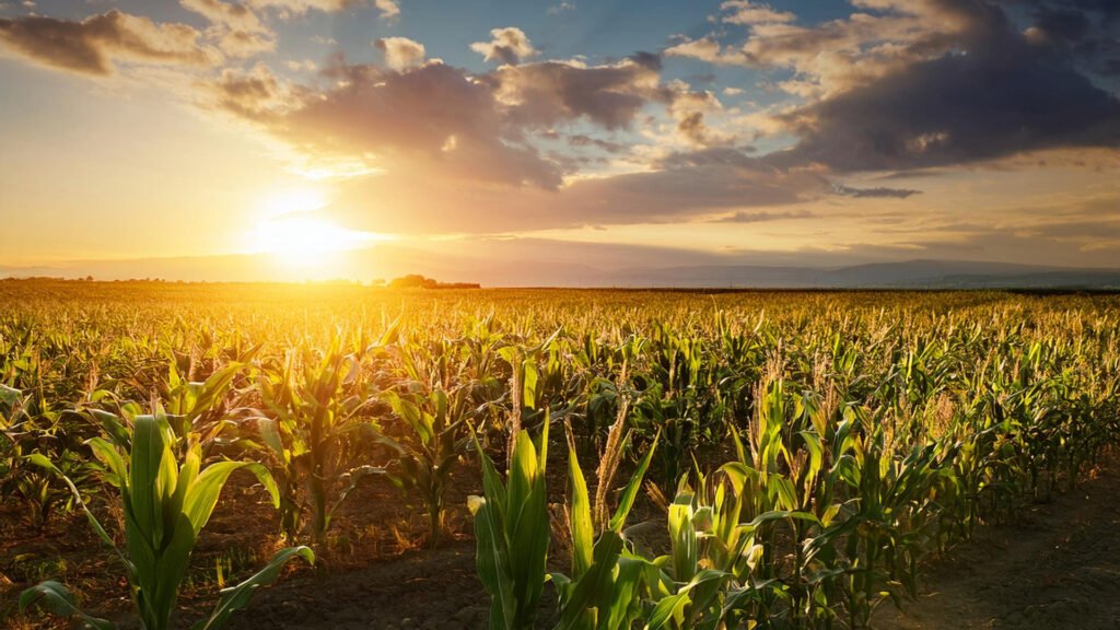 Herefordshire farming - how can ADOPT grant help