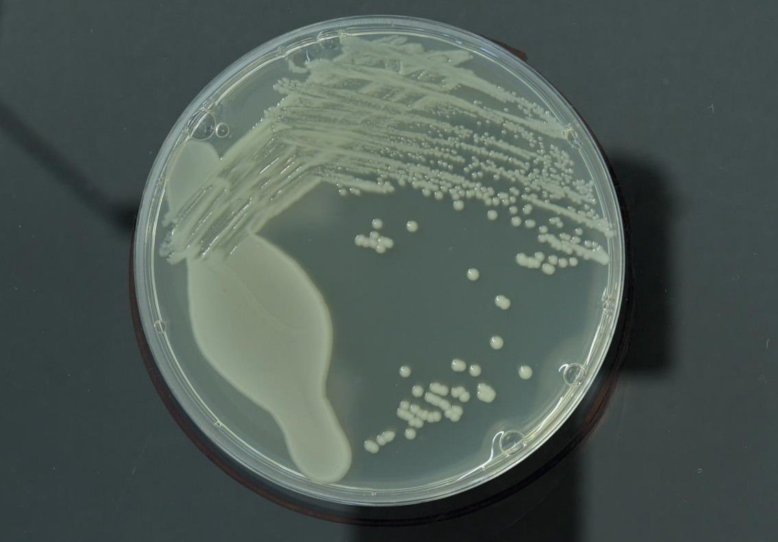 paenarthrobacter nicotinovorans
