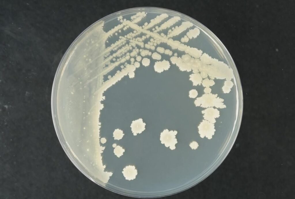 bacillus amyloliquefaciens