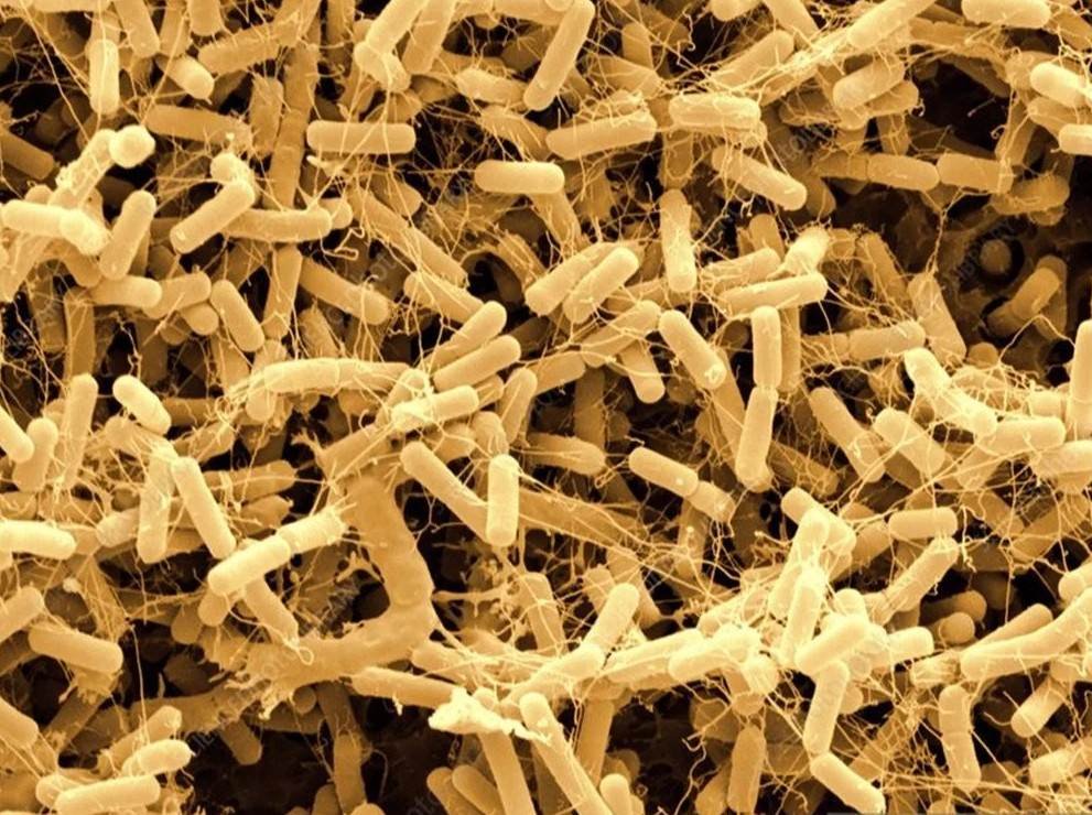 bacillus amyloliquefaciens