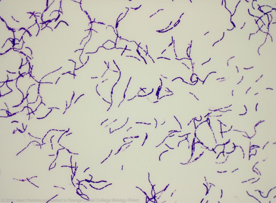 bacillus megaterium