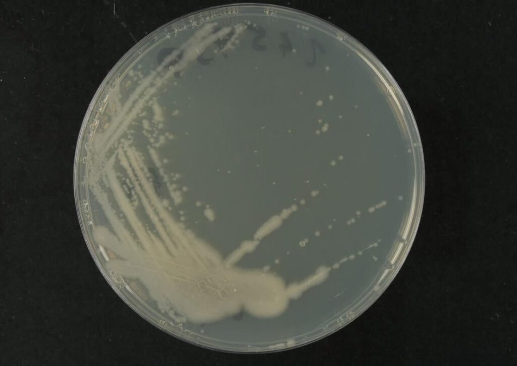 bacillus mojavensis