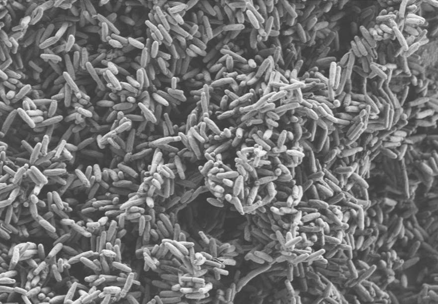 bacillus mojavensis