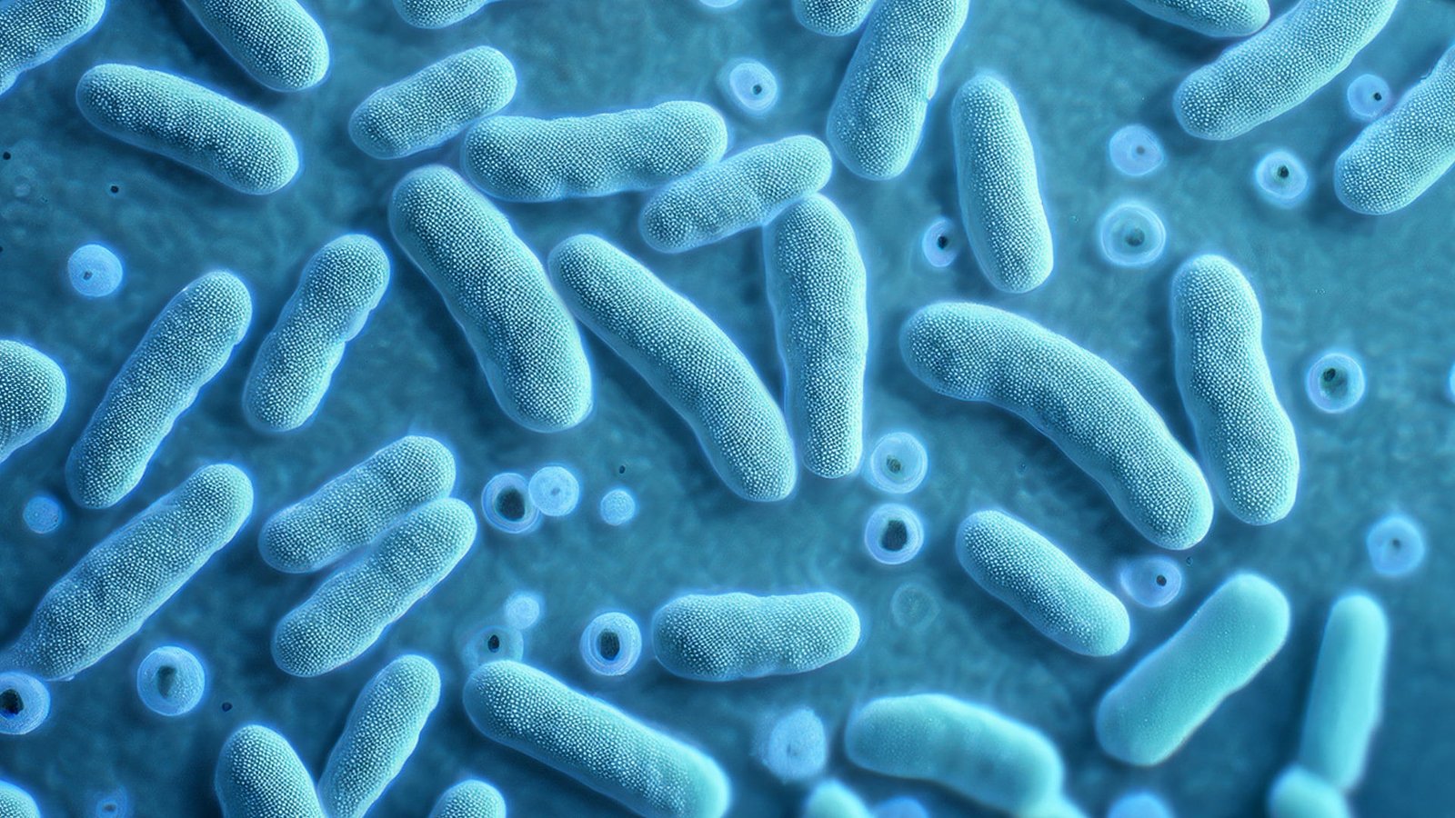 bacillus pumilus