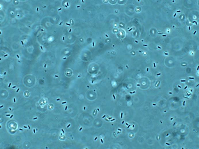 bacillus pumilus