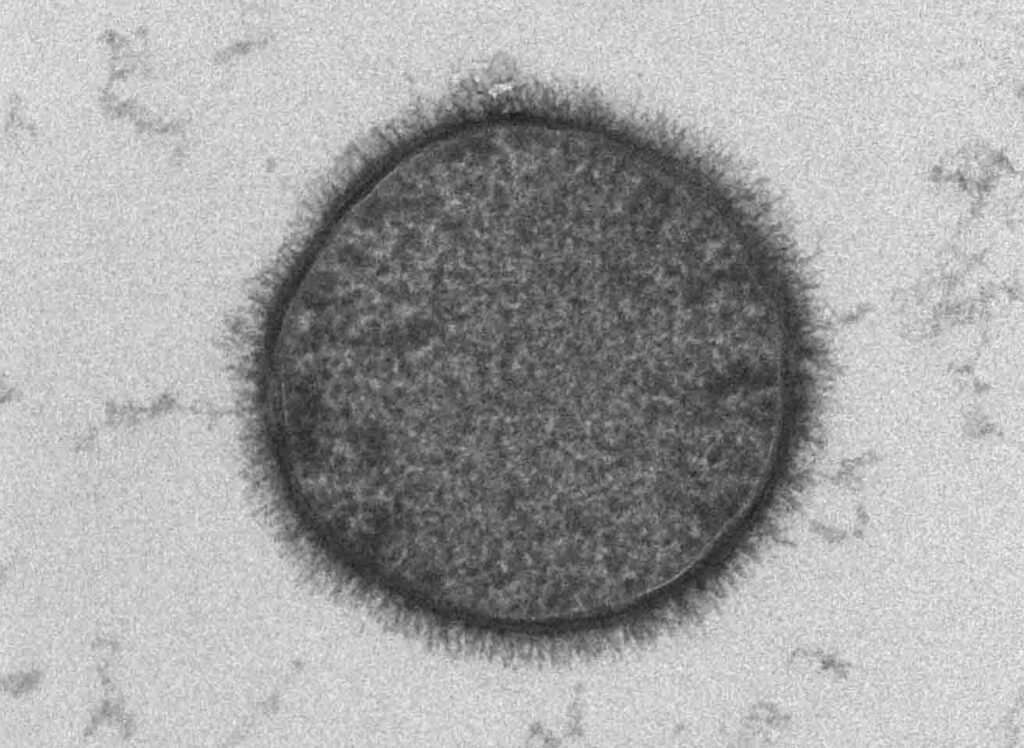 bacillus subtilis
