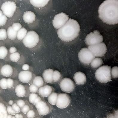 bacillus subtilis