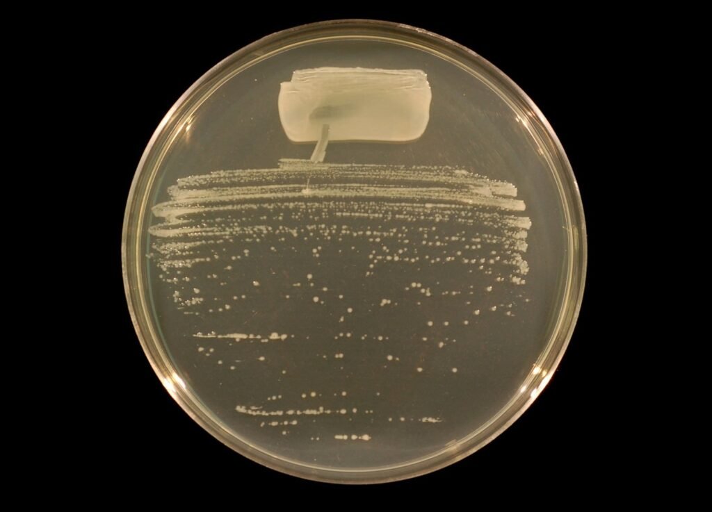 rhizobium
