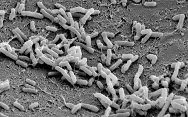rhizobium