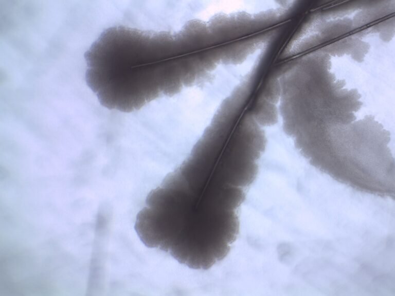 Bactorol and lime fertiliser