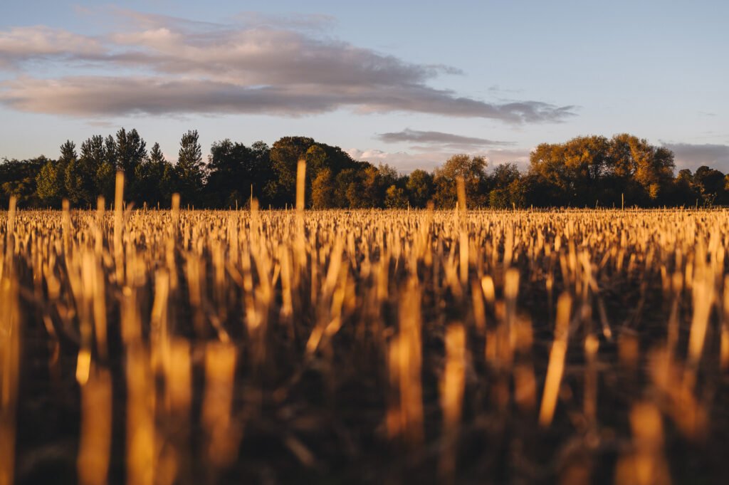 straw tying up nitrogen, soil inoculants