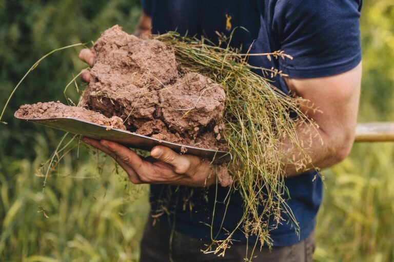 shallow roots in crops