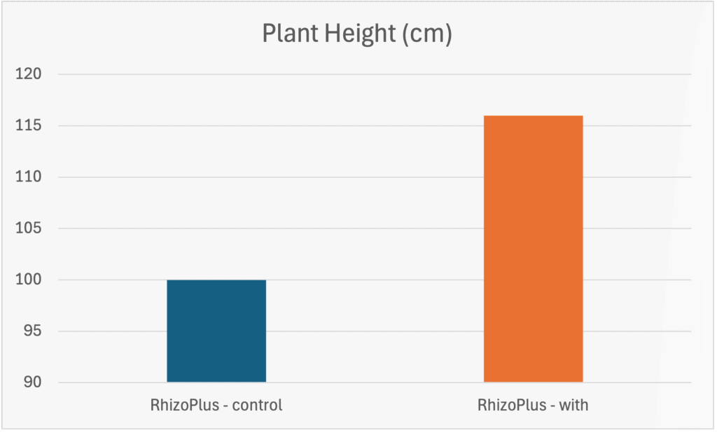 sorghum biofertiliser field trial