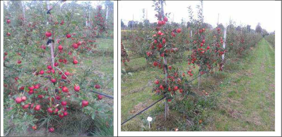 apple trees treated with bactorol and lime fertiliser