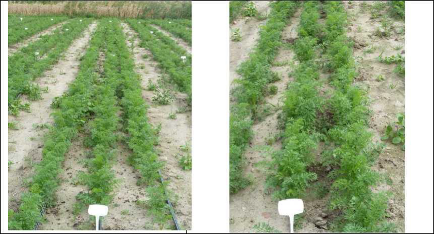carrots treated with bactorol and lime fertiliser