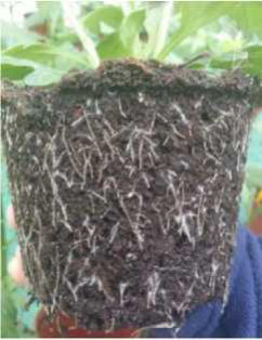 chrysanthemum roots treated with bactorol and lime fertiliser