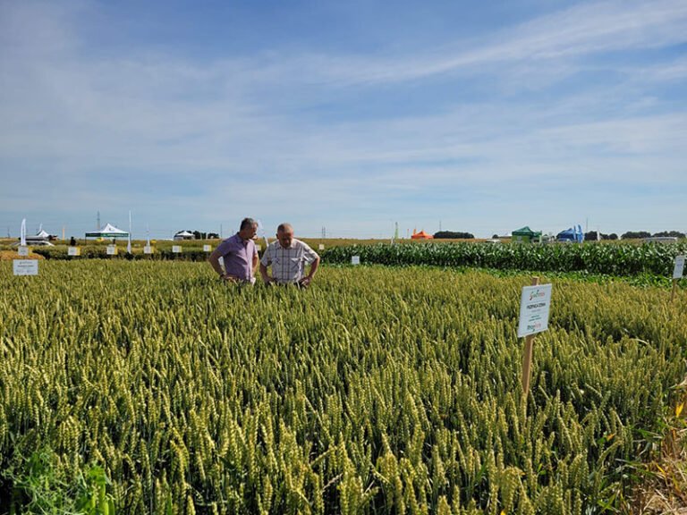 cut synthetic nitrogen