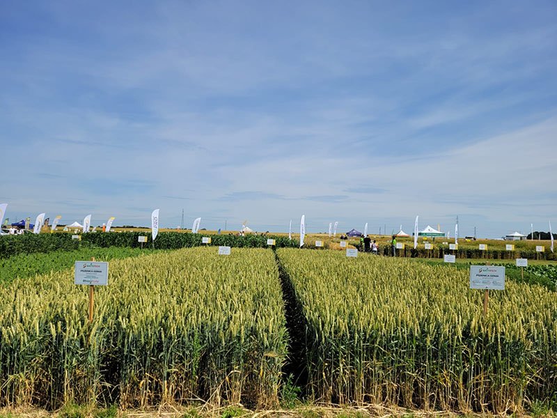 cut synthetic nitrogen