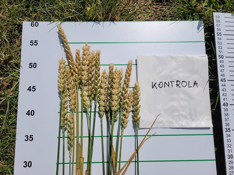 cut synthetic nitrogen