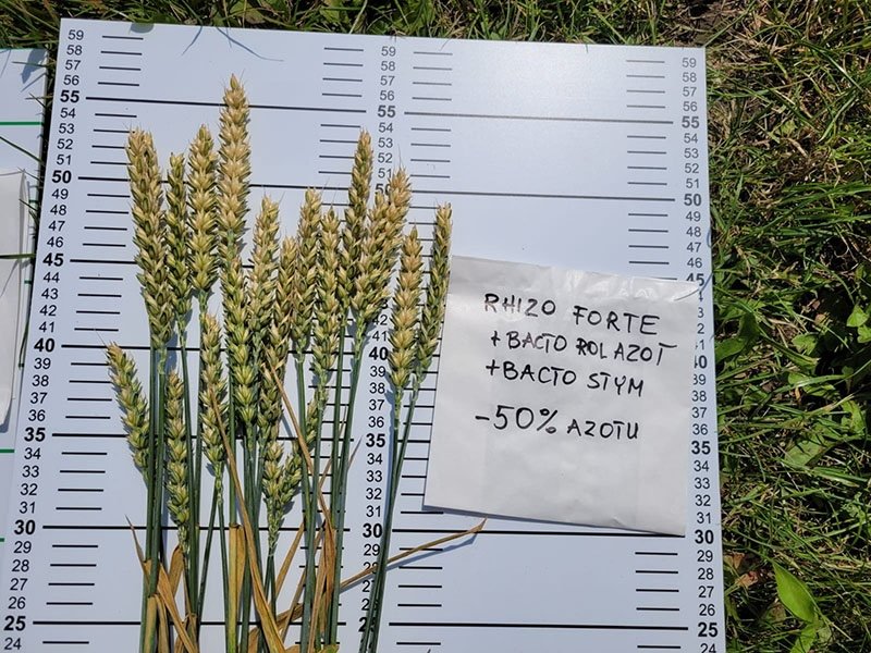 cut synthetic nitrogen