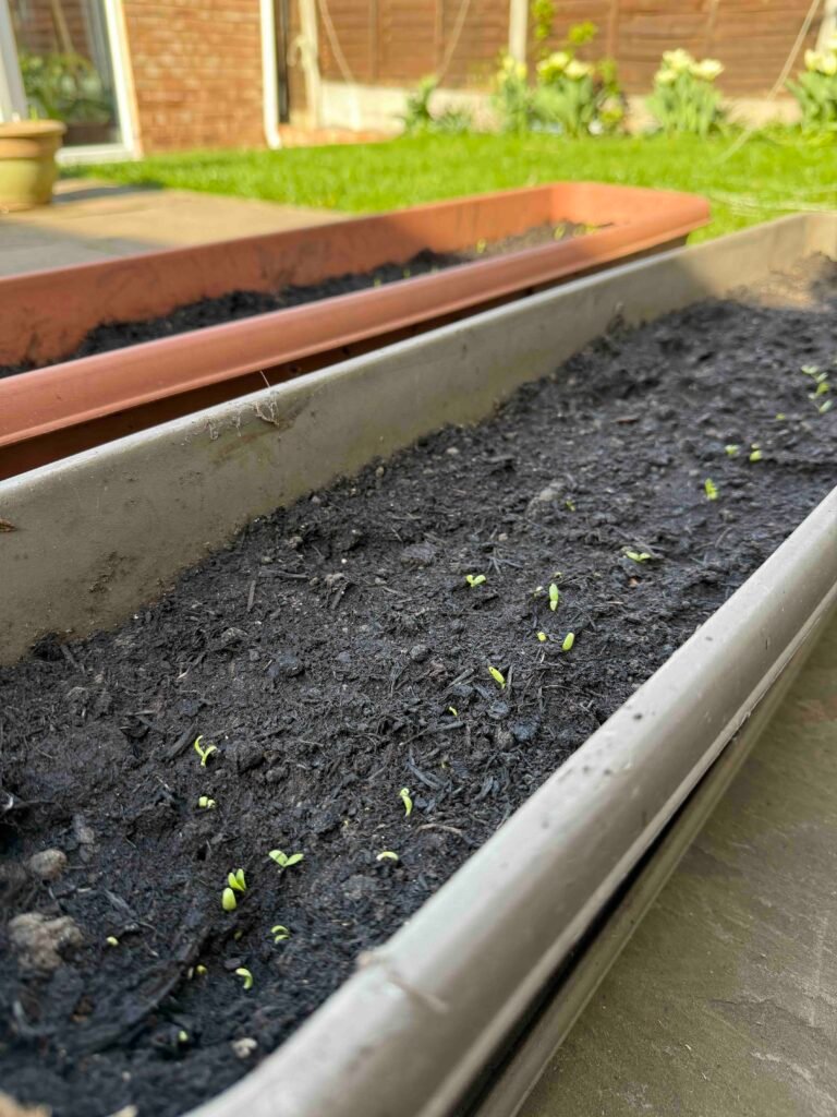 grow garden vegetables without chemicals