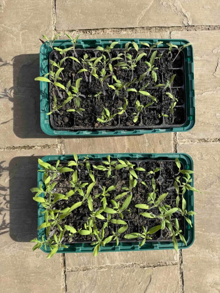 Seed Trays Seedling Pots, grow garden vegetables without chemicals