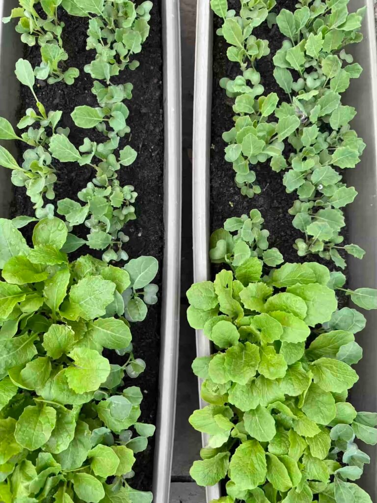 grow garden vegetables without chemicals