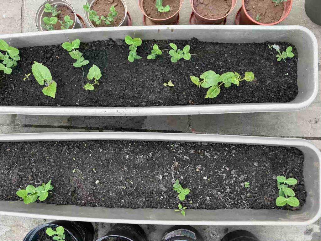 grow garden vegetables without chemicals