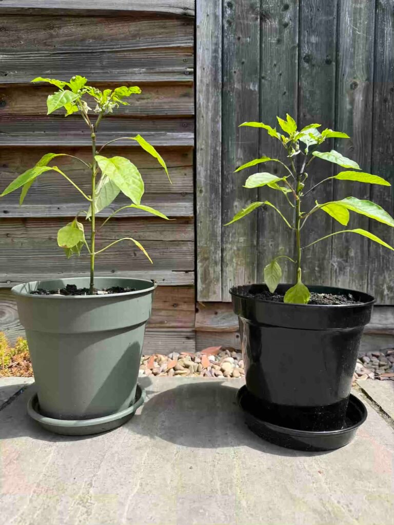 grow garden vegetables without chemicals