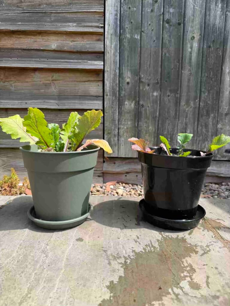 plants in pots, grow garden vegetables without chemicals