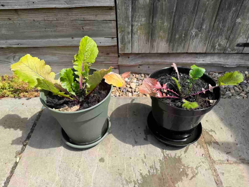 grow garden vegetables without chemicals