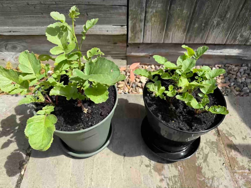 grow garden vegetables without chemicals