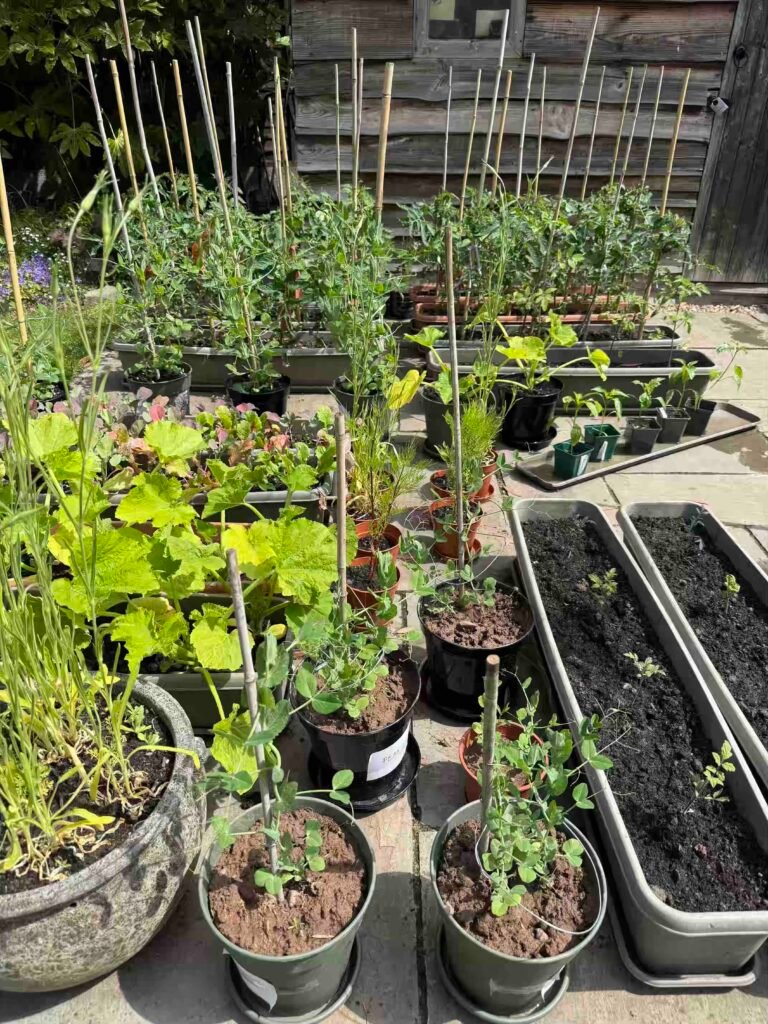 grow garden vegetables without chemicals