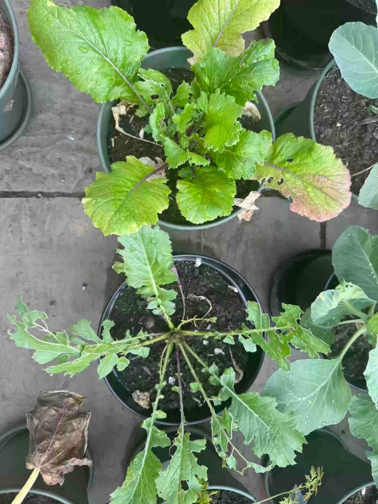 grow garden vegetables without chemicals