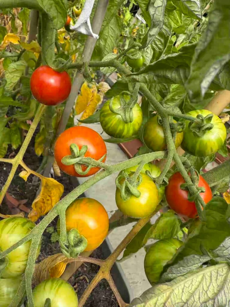 grow garden vegetables without chemicals