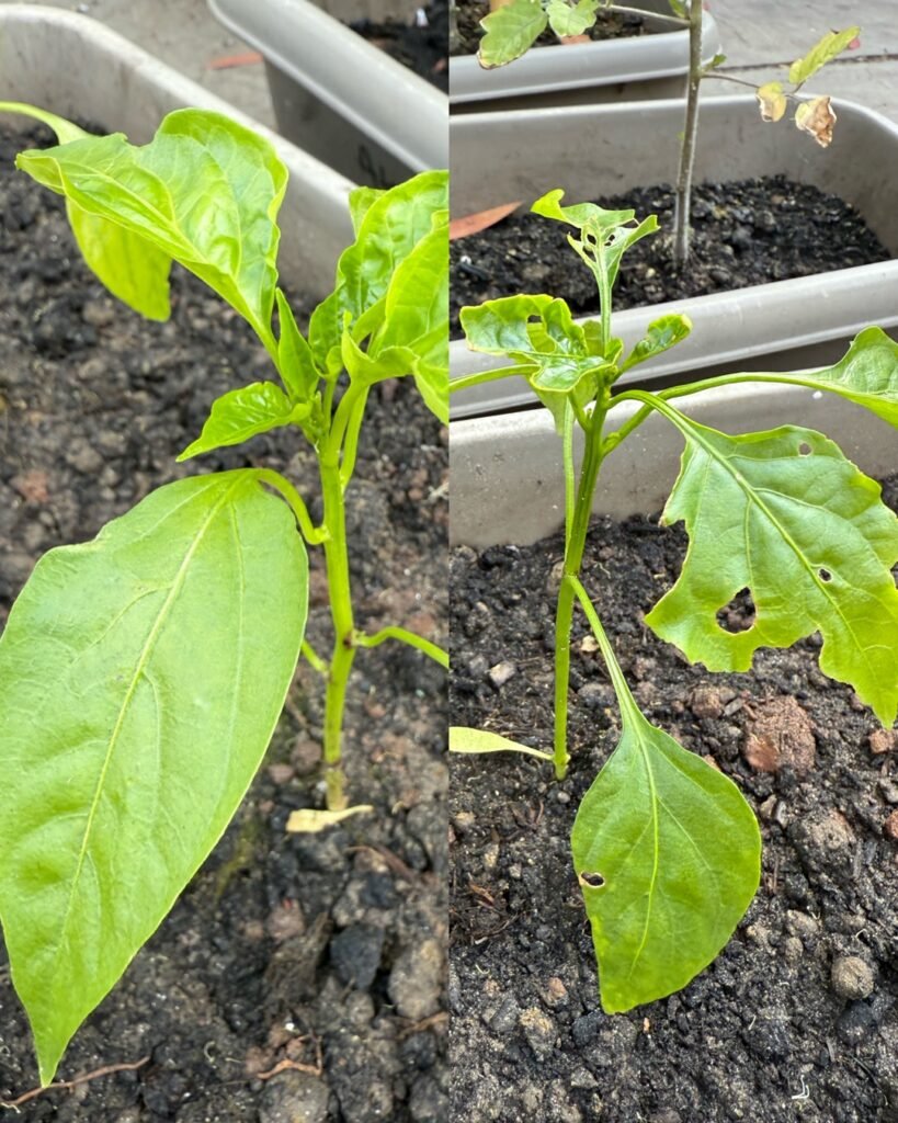 grow garden vegetables without chemicals