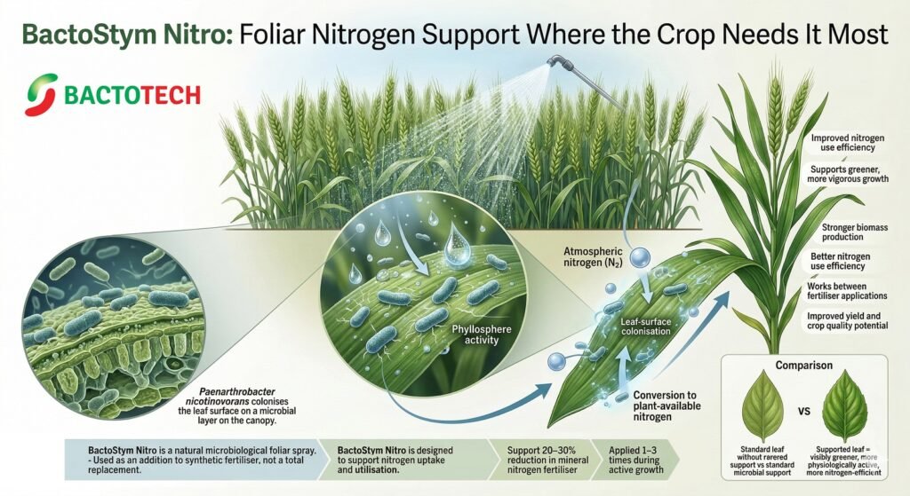 Illustration showing BactoStym Nitro as a foliar nitrogen-support spray, with Paenarthrobacter nicotinovorans colonising the leaf surface and supporting nitrogen use efficiency and stronger crop growth.