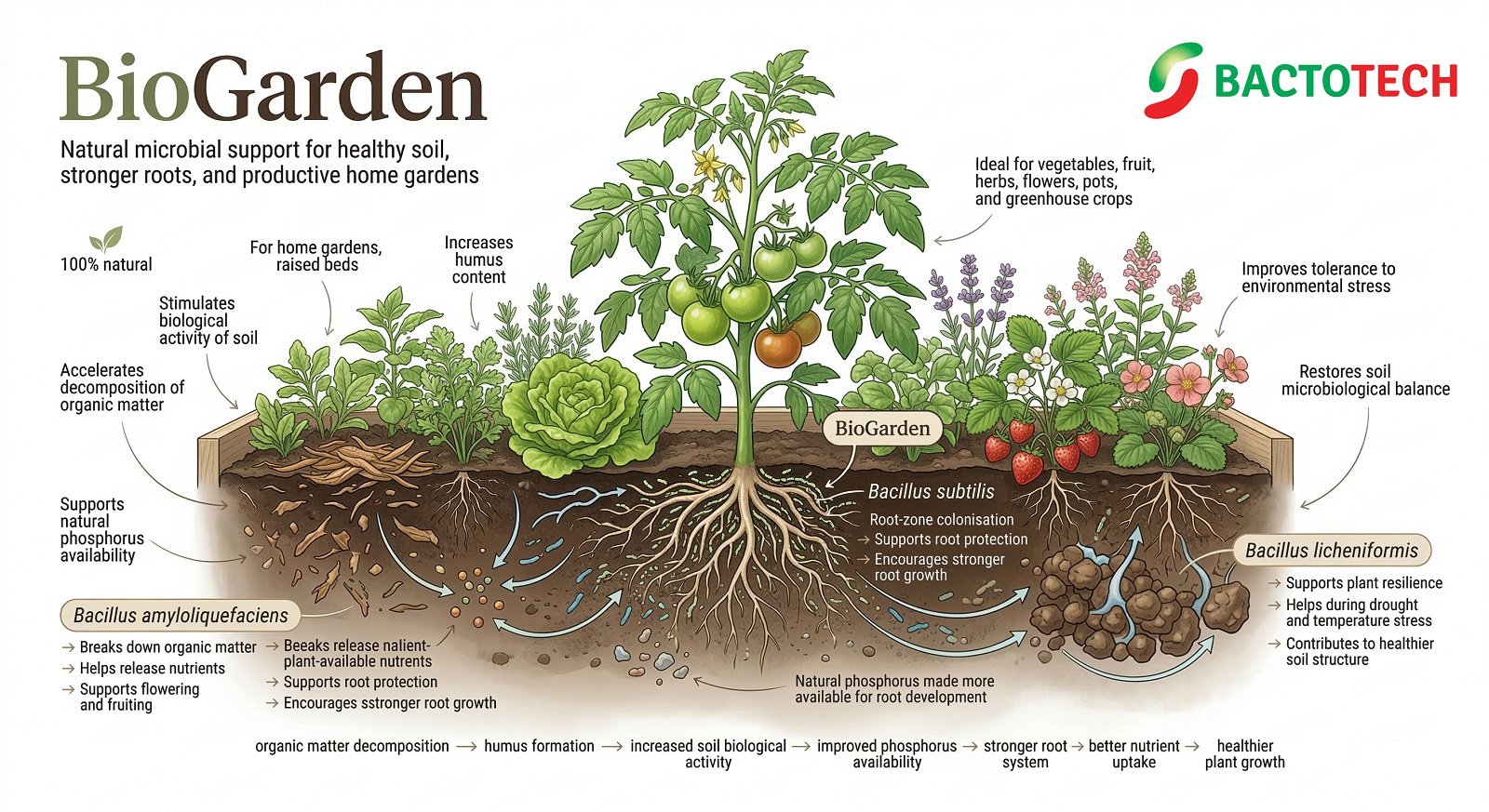Illustration showing how BioGarden supports soil biology, root growth, nutrient uptake, humus formation, and plant resilience in home gardens, raised beds, pots, and greenhouse crops, , grow garden vegetables without chemicals
