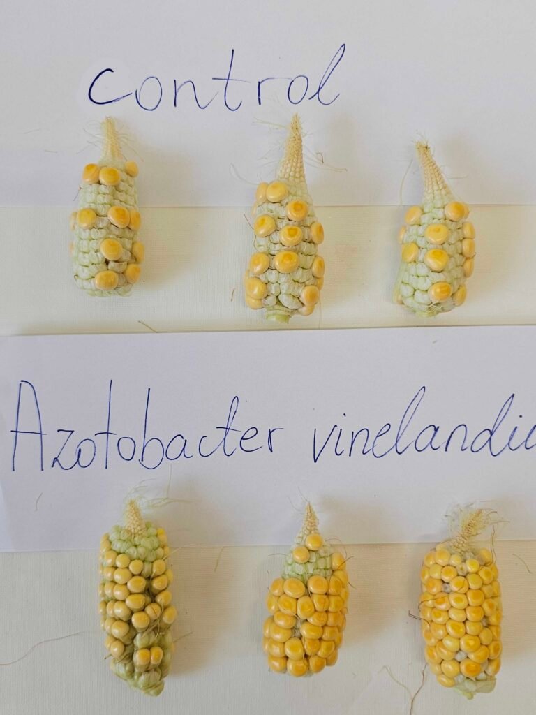 maize trial Bactorol Nitrogen