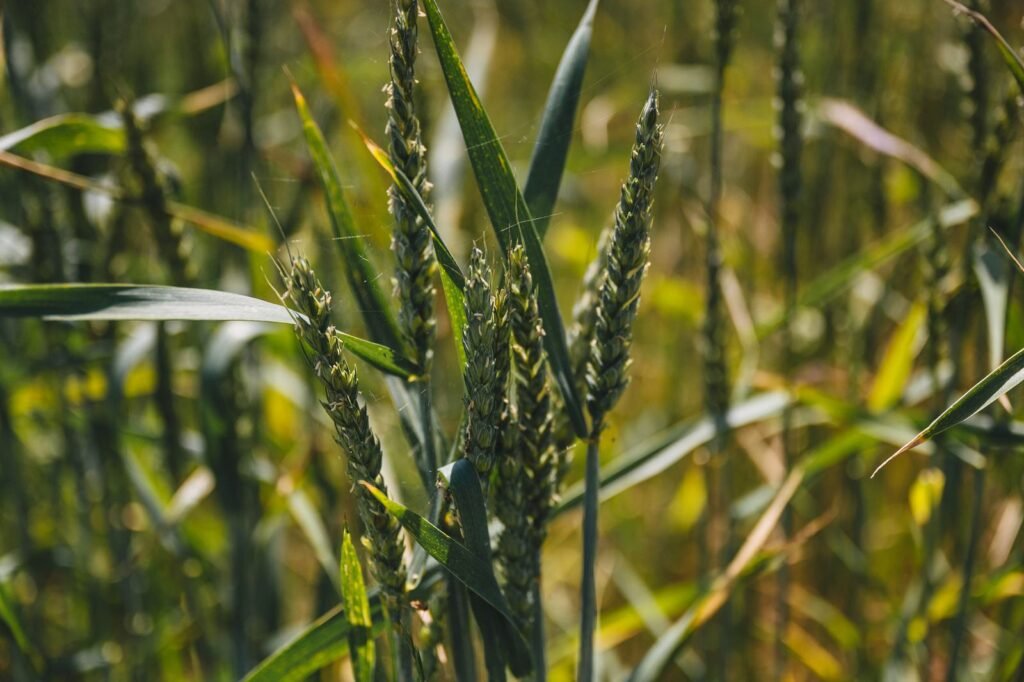reducing crop losses