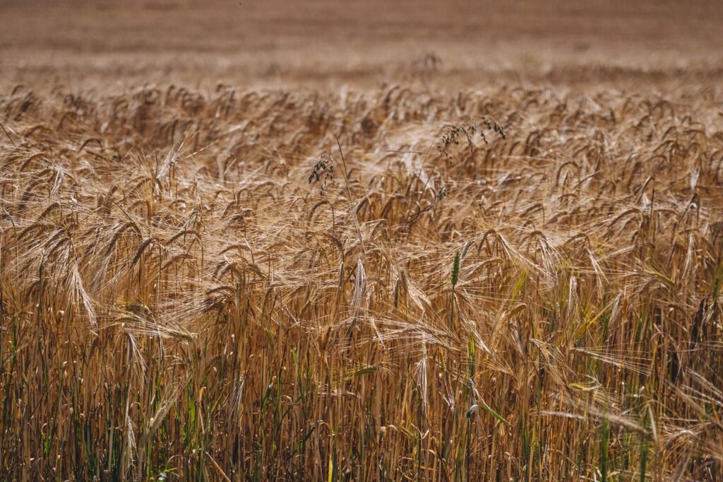 reducing crop losses