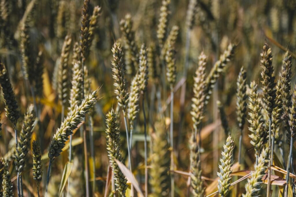 reducing crop losses