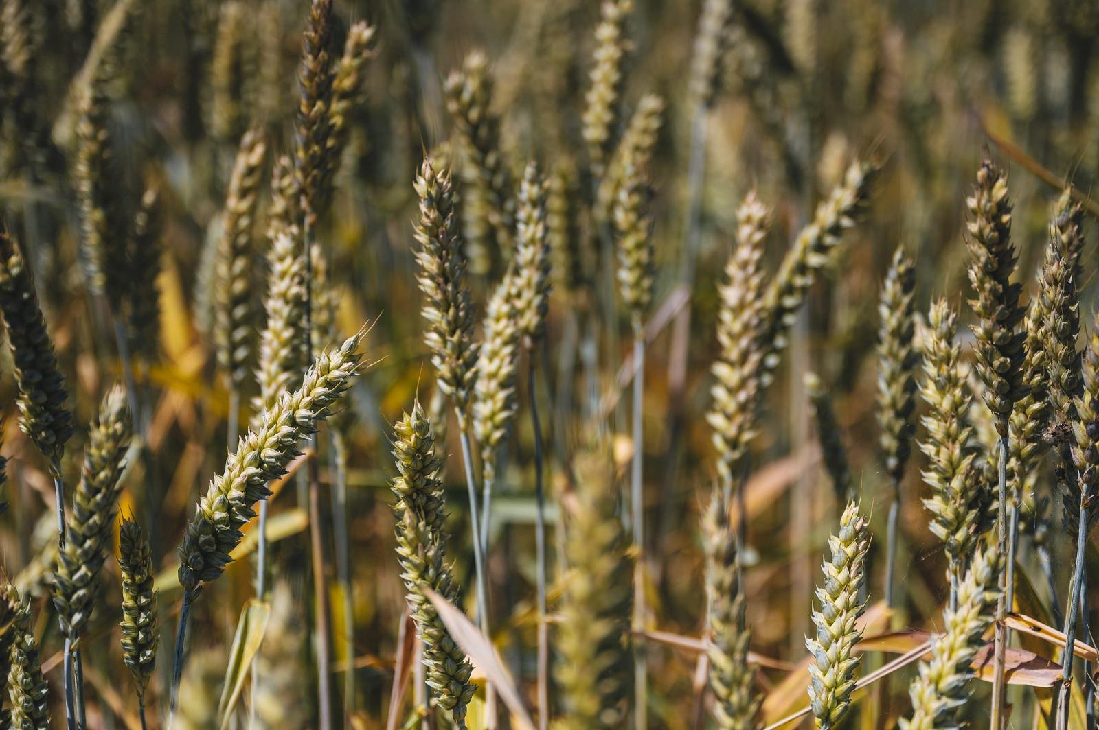 reducing crop losses